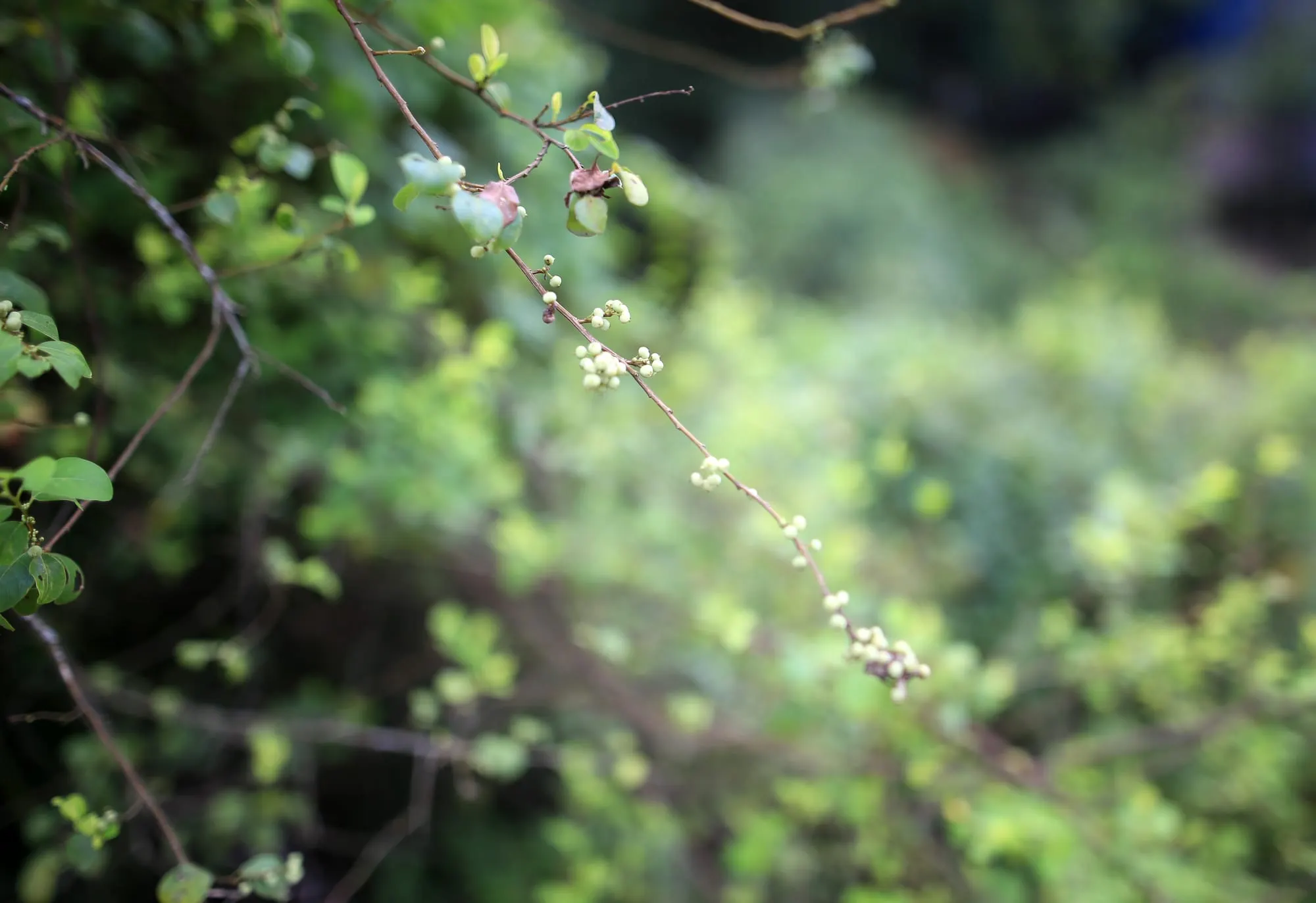 Chùm hoa nở bên vườn