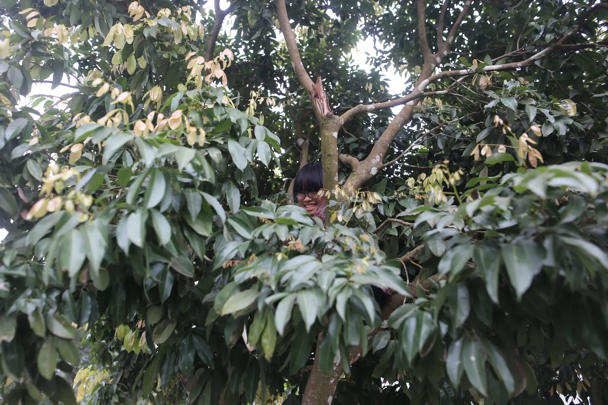 Trèo cây hái quả trong vườn