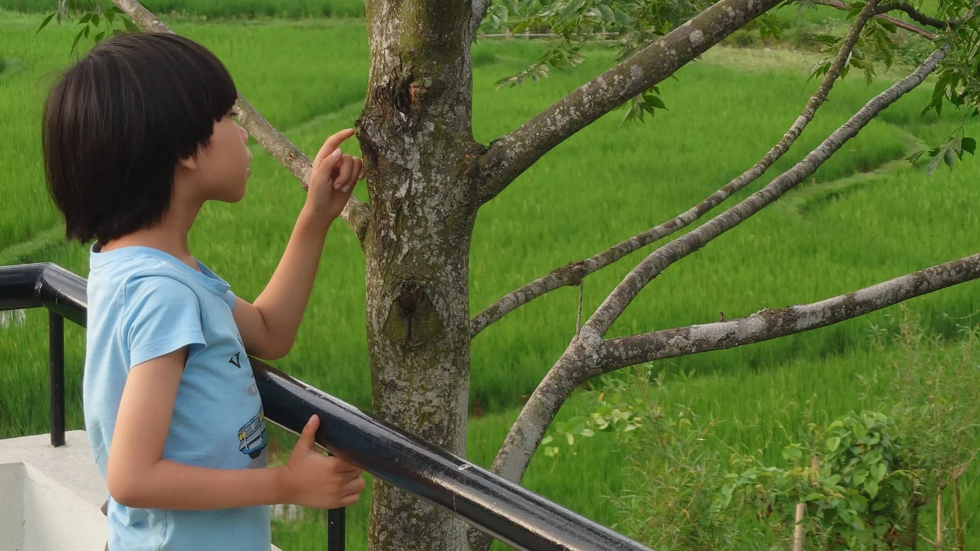 Bé chạm vào thân cây bên đồng lúa